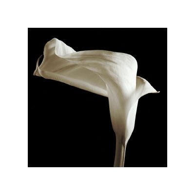 Buy Lily at AllPosters.com