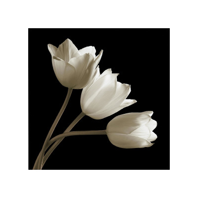 Buy Three Tulips at AllPosters.com