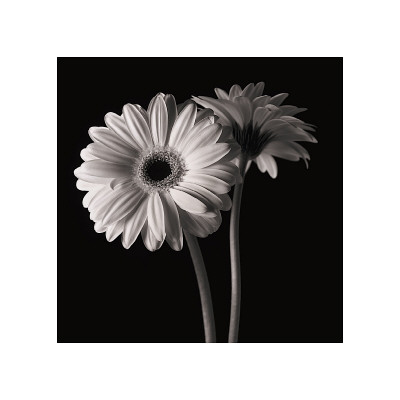 Buy Gerber Daisies I at AllPosters.com