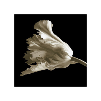 Buy Tulip at AllPosters.com