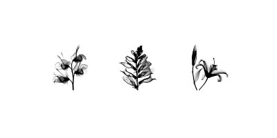 Buy X-Ray Foxglove Triptych at AllPosters.com