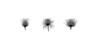 Buy X-Ray Rose Triptych at AllPosters.com