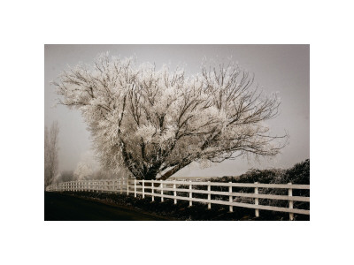 Buy Frosted Tree and Fence at AllPosters.com