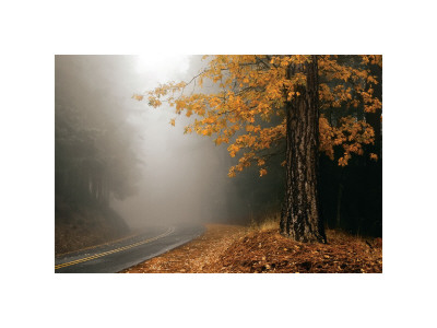Buy Yellow Leaves in Fog at AllPosters.com