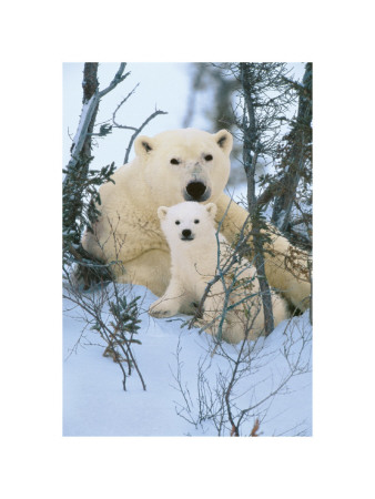 Buy Northern Nursery at AllPosters.com