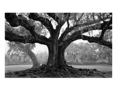 Buy de Bore Oak, Audubon Gardens, New Orleans at AllPosters.com