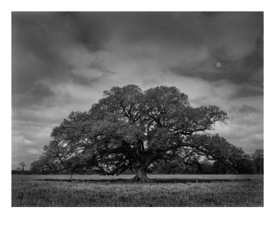 Buy Lone Oak and Moon, Louisiana at AllPosters.com
