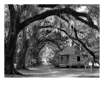 Evergreen Plantation Oaks and Cabins