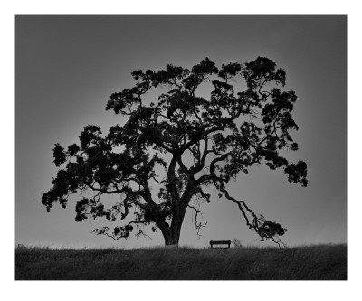 Buy Oak and Bench, California at AllPosters.com