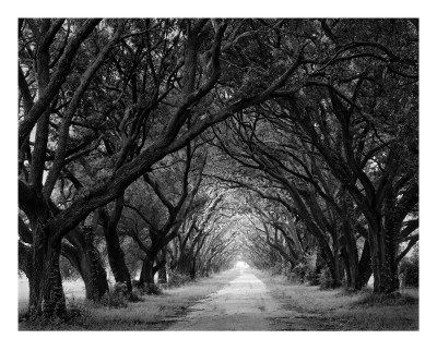 Buy Evergreen Plantation, New Alley, Center View at AllPosters.com