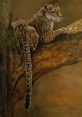 Panthera du Serengeti