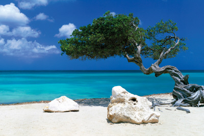 Divi Divi Tree - Tom Makie
