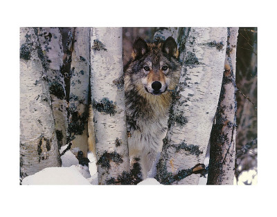 Buy Mountain Ranger at AllPosters.com