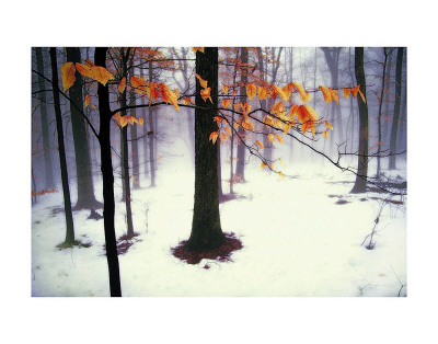 Quiet Woods