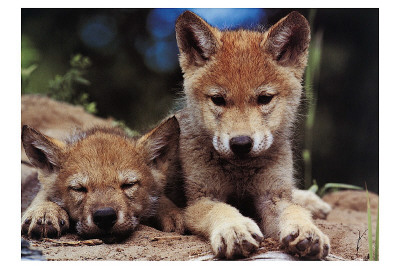 Buy Spring Wolf Pups at AllPosters.com