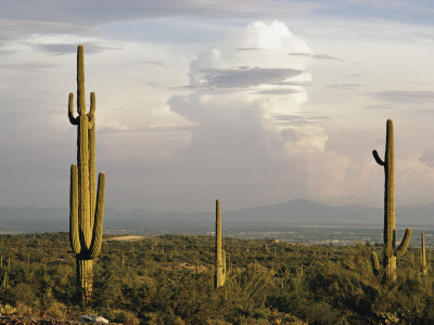 Buy Desert Landscape and Towering Clouds at AllPosters.com