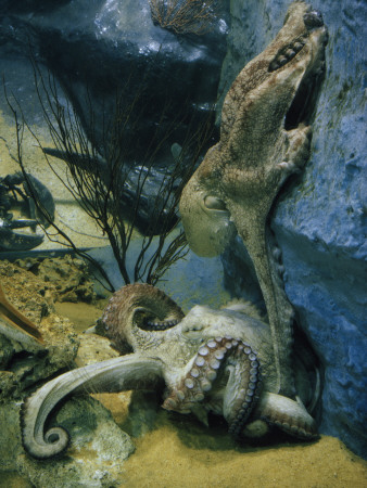 Buy Octopuses Mate in a Tank Modeled after their Natural Habitat at AllPosters.com