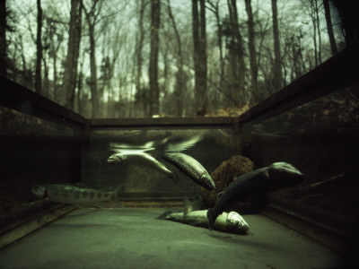 Buy Brook Trout Confined in a Wire Cage Succumb to Asphyxiation at AllPosters.com