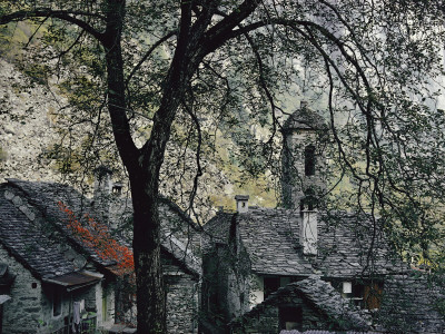 Buy Spreading Chestnut Tree Appears to Drape over Hand-Hewn Granite Roofs at AllPosters.com