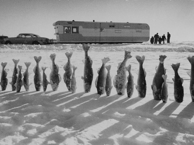 Frozen Walleye Pike Fish, Stizostedion Vitreum Vitreum, Kiss the Snow