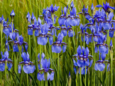 Siberian Iris in a Roadside Flower Bed