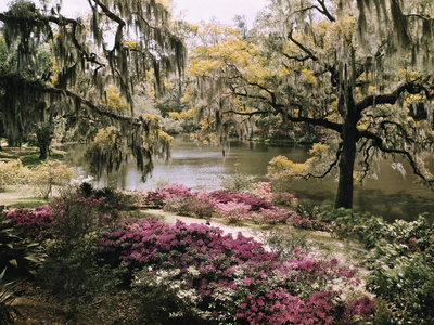 Buy Blooming Shrubs and Trees Near the Waterside at AllPosters.com