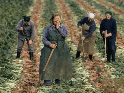 Buy East German Women Harvesting Sugar Beets at AllPosters.com