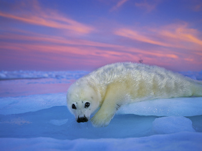 Buy A Whitecoat Harp Seal Rests on Ice under a Colorful Twilight Sky at AllPosters.com