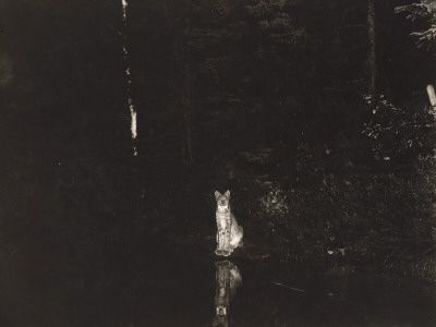 Buy A Lynx Photographed at Night by Wildlife Photographer George Shiras at AllPosters.com