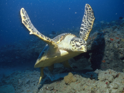 Buy A Hawksbill Turtle Swims Just Above the Seafloor with Flippers Spread at AllPosters.com