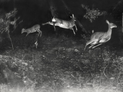 Buy Deer Leap in Earliest Nighttime Flash Photography Shot at AllPosters.com