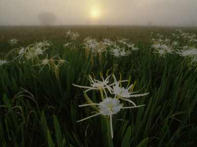 Spider Lilies Thriving on a Tallgrass Coastal Prairie