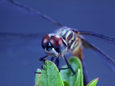 Buy A Male Blue Dasher Dragonfly at AllPosters.com