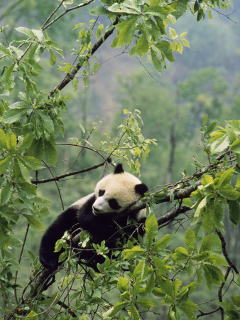 Buy A Young Male Giant Panda, Ailuropoda Melanoleuca, Awaits its Mother at AllPosters.com