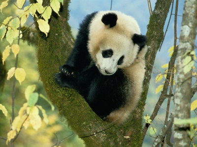 Buy A Juvenile Giant Panda at AllPosters.com
