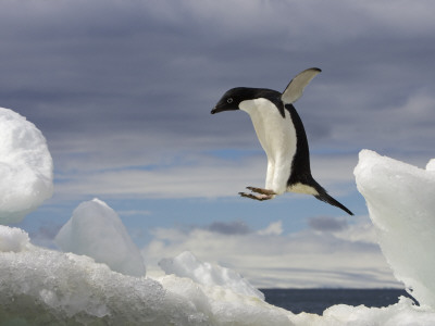 An Adelie Penguin, Pygoscelis Adeliae, Jumping on an Iceberg