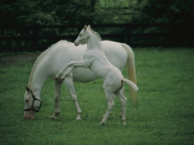 A Pure White Thoroughbred Mare and Her Foal