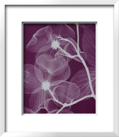 Silver Dogwood