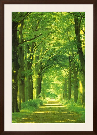 Forest Path