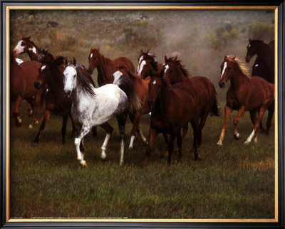 Wild Horses