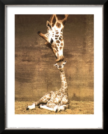 Giraffe, First Kiss