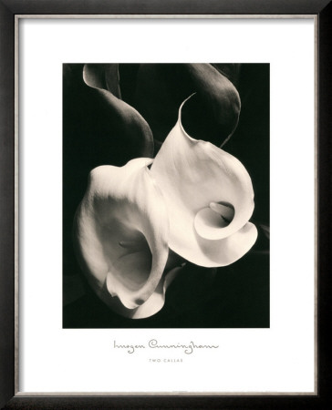 Buy Two Callas at AllPosters.com