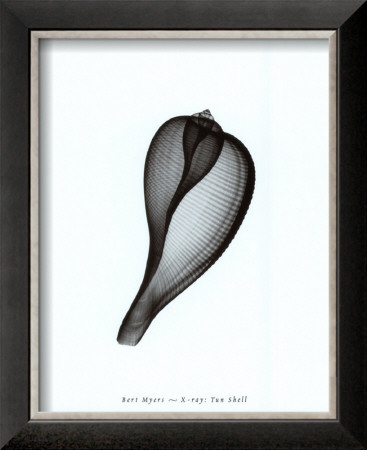 Buy Tun Shell at AllPosters.com