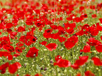 A Field of Poppies
