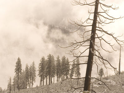 Burned, Dead Trees in Front of Live Trees in Winter in Yosemite