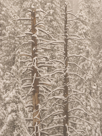 Live and Dead Trees are Covered with Snow in Yosemite