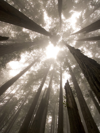 Buy Coast Redwood Trees, Sequoia Sempervirens, in Fog at AllPosters.com