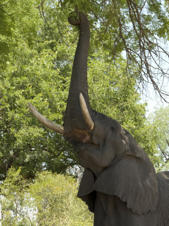 An African Elephant Reaching Up to Feed on Upper Branches of Tree