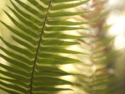 Buy A Common Sword Fern, Polystichum Munitum at AllPosters.com