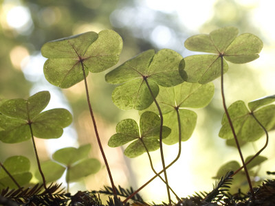 Buy Redwood Sorrel Plants, Oxalis Oregana, in the Forest at AllPosters.com